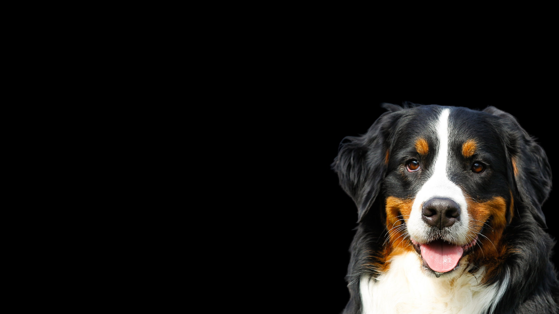 Sequoia bernese mountain hot sale dogs